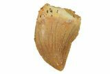 Serrated, Juvenile Carcharodontosaurus Tooth #228776-1